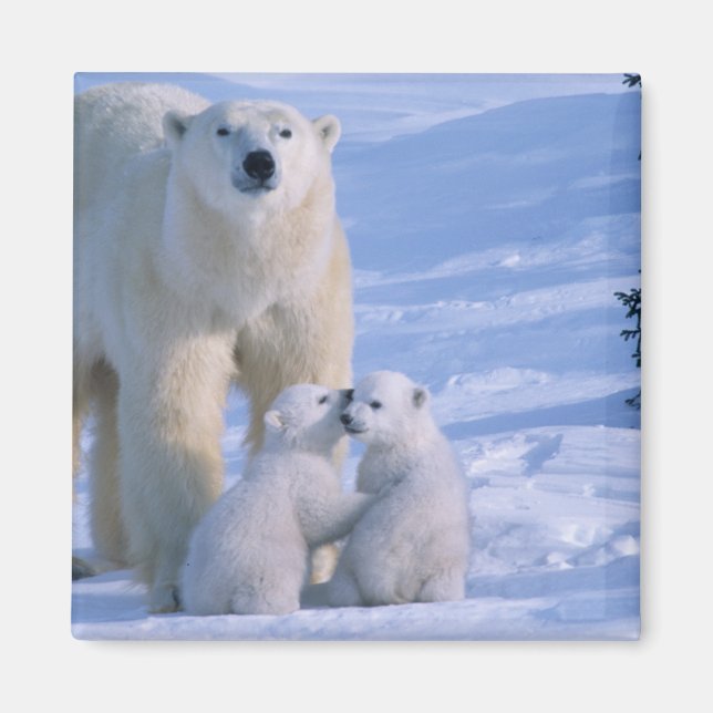Imán Osa polar hembra de pie con 2 cachorros (Frente)