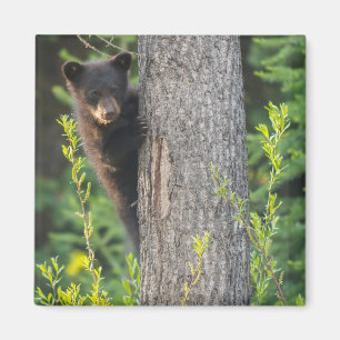 Imán Osezno de oso negro en primavera
