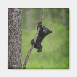 Imán Osezno de oso negro jugando en rama de árbol