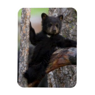 Imán Osezno de osos negros descansando