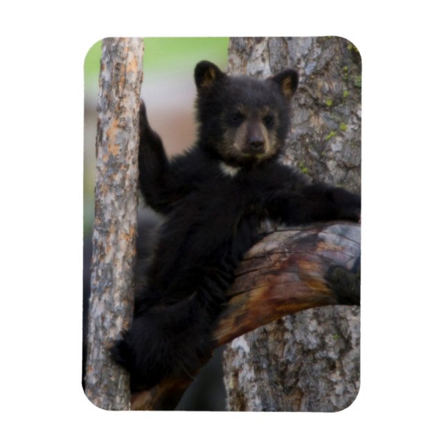 Imán Osezno de osos negros descansando (Vertical)