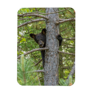 Imán Osezno subiendo árbol