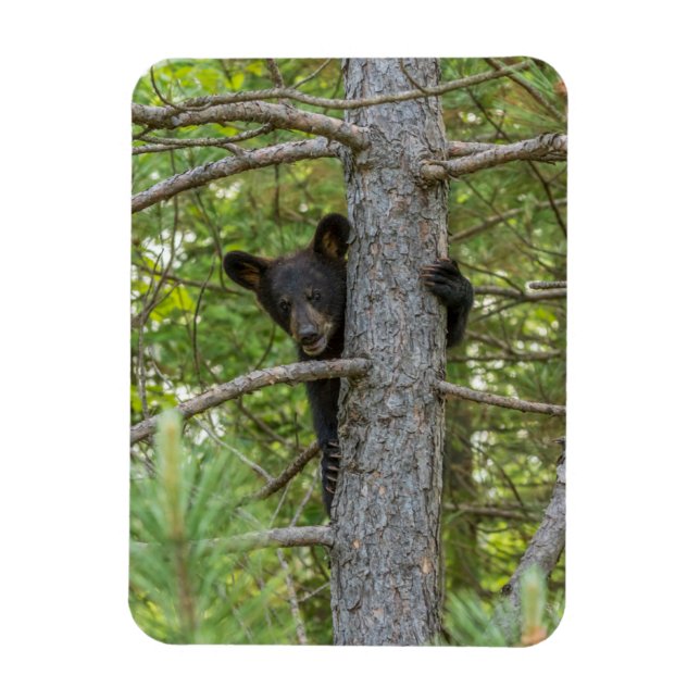 Imán Osezno subiendo árbol (Vertical)