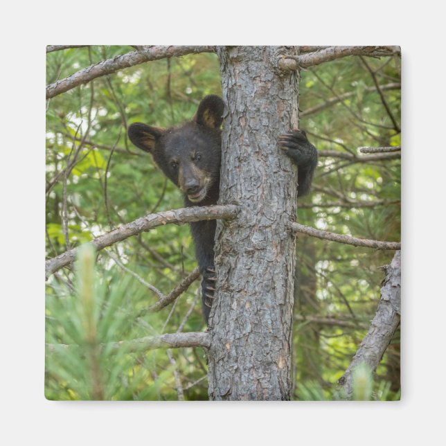 Imán Osezno subiendo árbol (Frente)