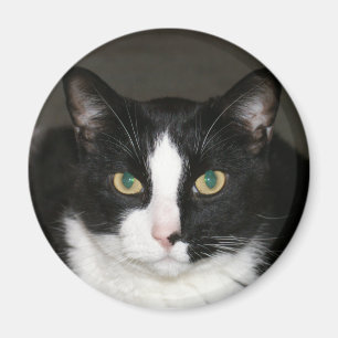 Imán Oso