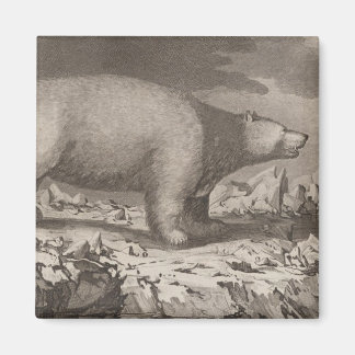 Imán Oso blanco en Alaska