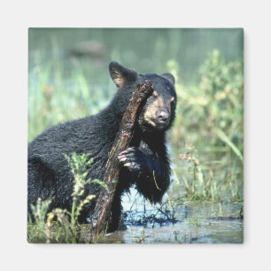 Imán Oso-cachorro negro en pantano del verano
