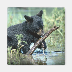 Imán Oso-cachorro negro en pantano del verano