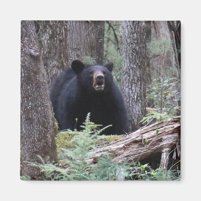 Imán Oso Conmigo (Frente)