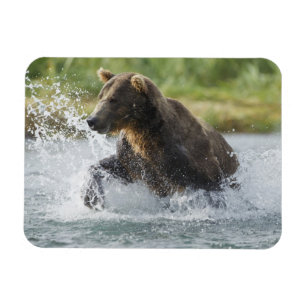Imán Oso de Brown que persigue salmones en el río