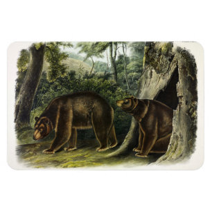Imán Oso de canela de los cuatripedos de Audubon