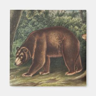 Imán Oso de Cinnamon (Ursus Americanus var. Cinnamonum)