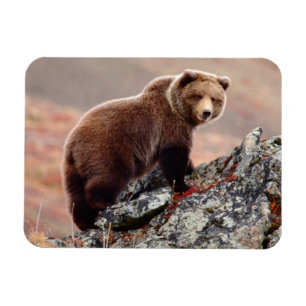 Imán Oso de Denali Brown