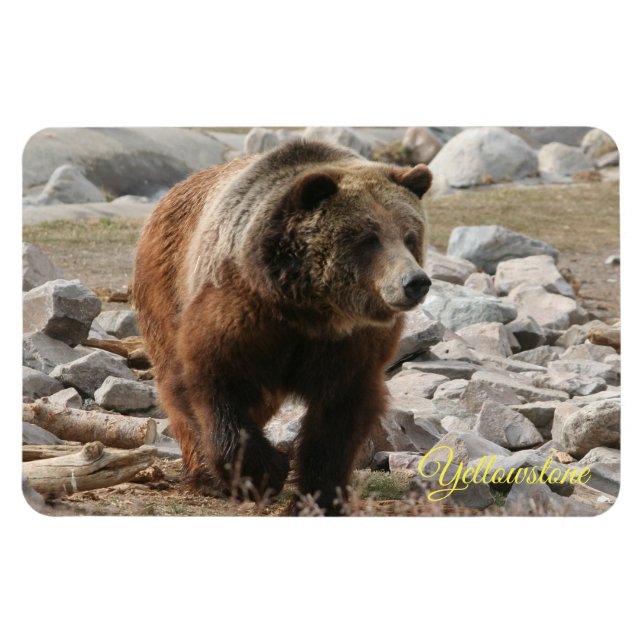 Imán Oso de imán-grizzly Yellowstone (Horizontal)