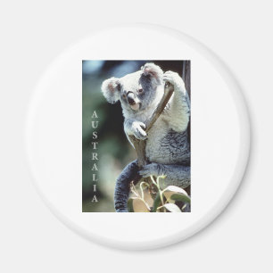Imán Oso de koala de Australia