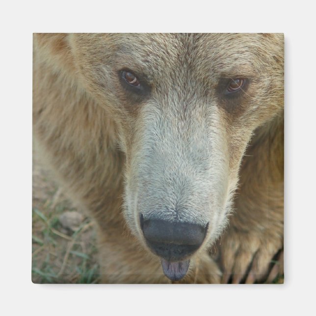 Imán Oso de obturación (Frente)