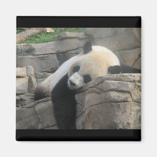 Imán Oso de panda
