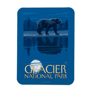 Imán Oso en claro de luna - Parque Nacional Glacier, TA