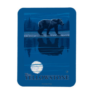 Imán Oso en claro de luna - Yellowstone del oeste,