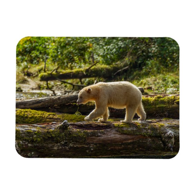 Imán Oso Espíritu Blanco Caza (Horizontal)