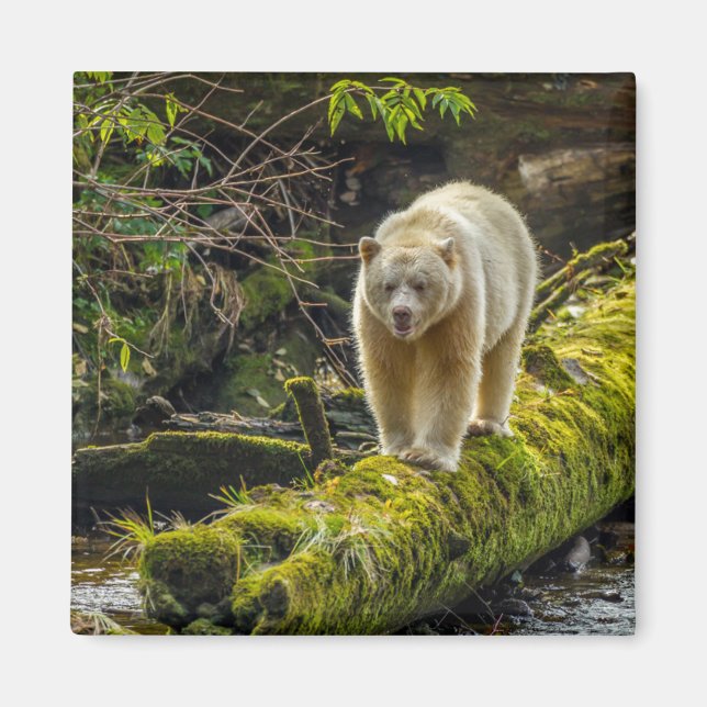 Imán Oso Espíritu Blanco | Columbia Británica, Canadá (Frente)