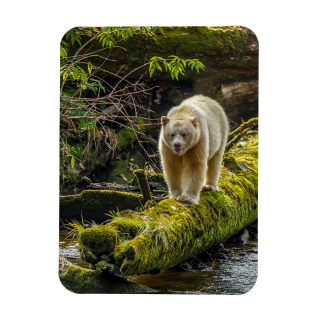 Imán Oso Espíritu Blanco | Columbia Británica, Canadá (Vertical)