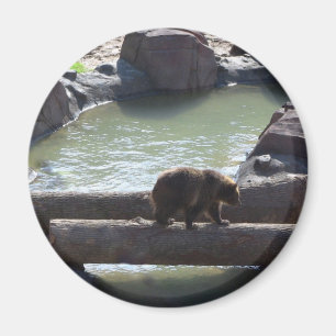 Imán Oso grizzly