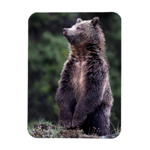 Imán Oso grizzly derecho