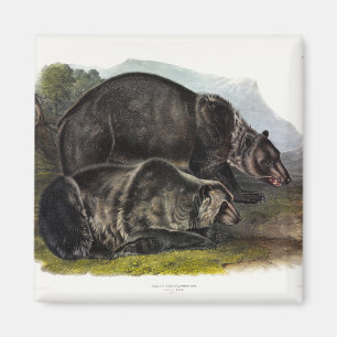 Imán Oso Grizzly (Oso Marrón Norteamericano) - Audubon
