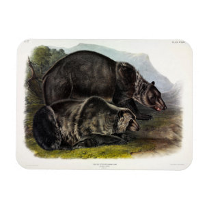 Imán Oso Grizzly (Oso Marrón Norteamericano) - Audubon