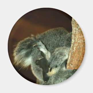 Imán Oso Koala, durmiendo con la pata sobre la cara