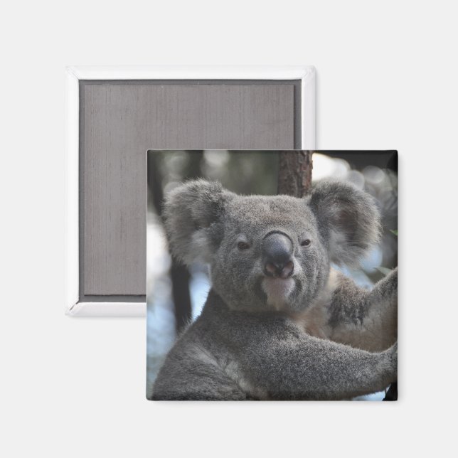 Imán Oso Koala en el árbol (Anverso/Reverso)