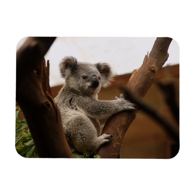 Imán Oso Koala sentado en un árbol, Australia (Horizontal)
