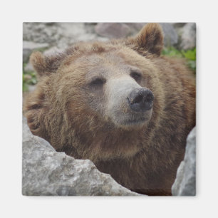 Imán Oso Kodiak