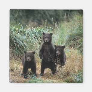 Imán oso marrón, arctos del Ursus, oso grizzly, Ursus 