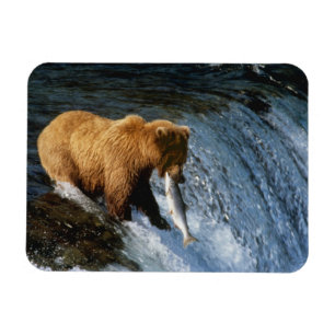 Imán Oso marrón de Alaska atrapando salmón en Brooks