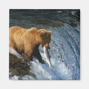 Imán Oso marrón de Alaska atrapando salmón en Brooks