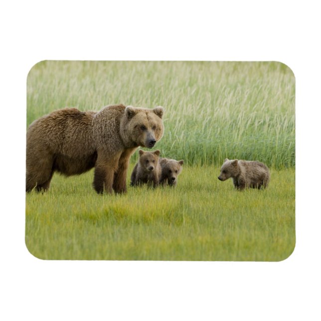 Imán Oso marrón de Alaska y tres cubos, Ursus (Horizontal)