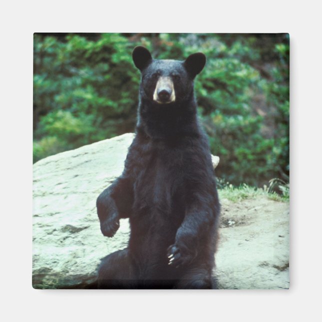 Imán Oso negro (Frente)