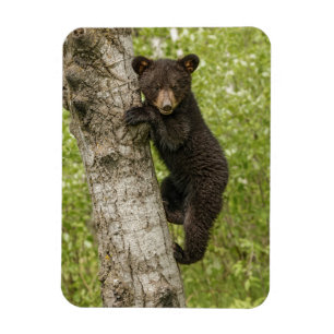Imán Oso negro cría en árbol
