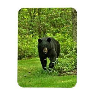 Imán Oso negro del patio trasero