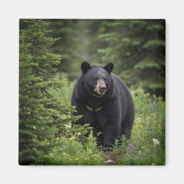 Imán Oso Negro en el Parque Nacional Banff de Canadá