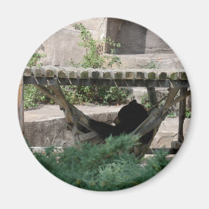 Imán Oso Negro en Hammock