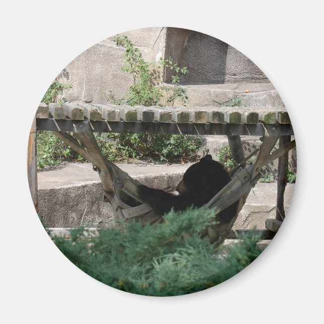 Imán Oso Negro en Hammock (Frente)