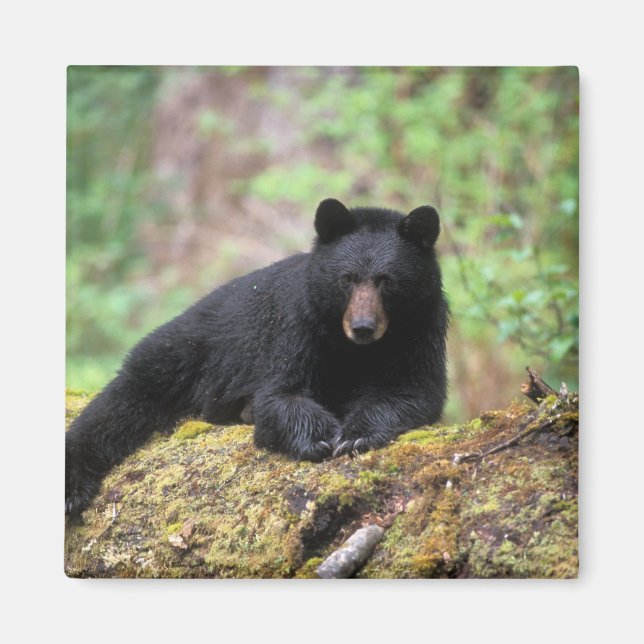 Imán Oso negro en un viejo tronco de crecimiento en el (Frente)