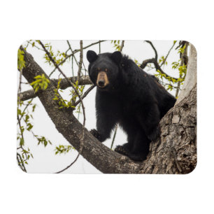 Imán Oso negro escalante