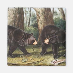 Imán Oso Negro Estadounidense Ilustracion Ursus America