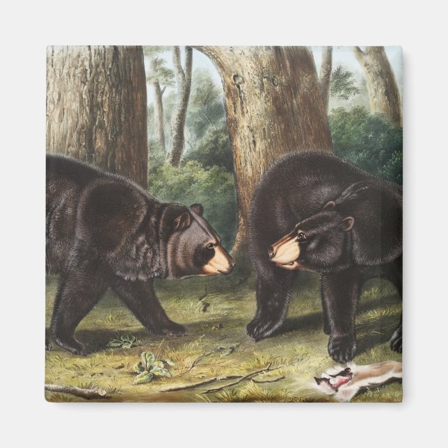 Imán Oso Negro Estadounidense Ilustracion Ursus America (Frente)