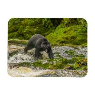 Imán Oso negro pescando Qua Creek Columbia Británica