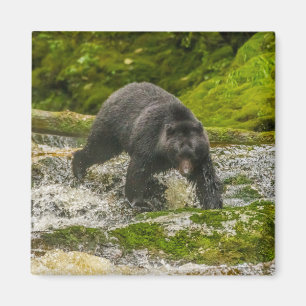 Imán Oso Negro Pescando   Qua Creek Columbia Británica